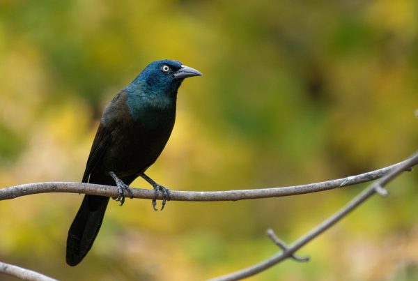 New to Florida Blackbirds